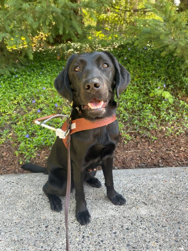 Panda is sitting in her guide dog harness on a cement path with some pretty greenery and little pale blue flowers behind her. She is looking at the camera with a sweet smile.