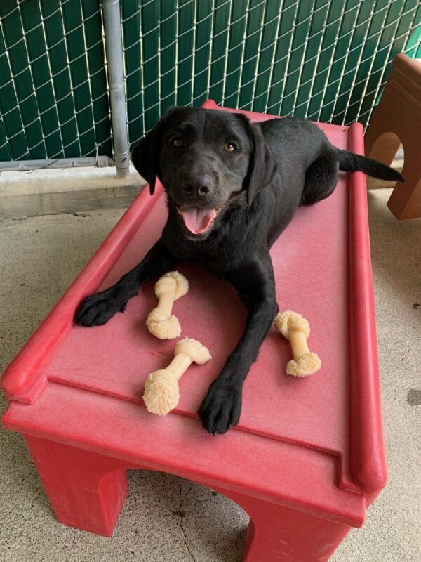 Peregrine lays on a red play structure with a big smile on her face and several Nylabones splayed out in front of her.