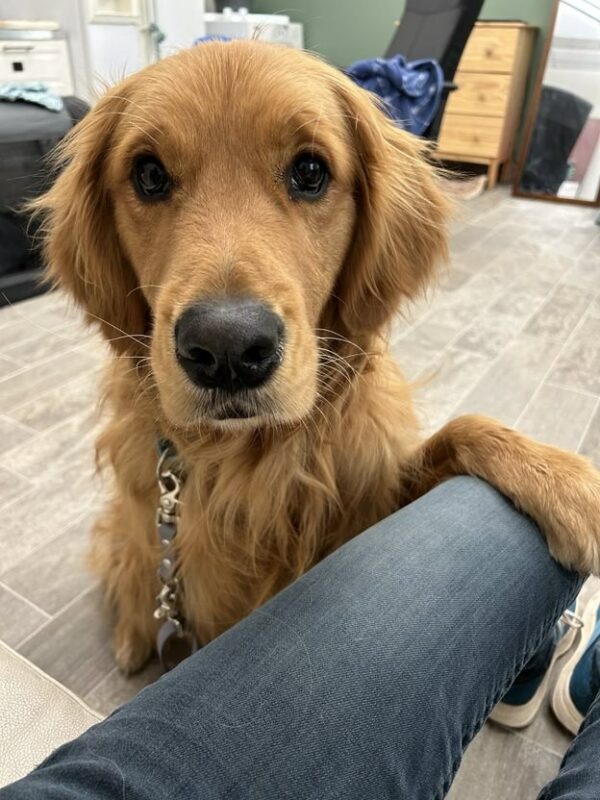 Golden Retriever Rebel sitting at a person's feet with his paw on their leg.