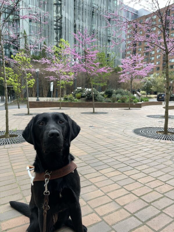 Valencia is sitting in harness looking at the camera. There is a large building and beautiful purple trees behind her.