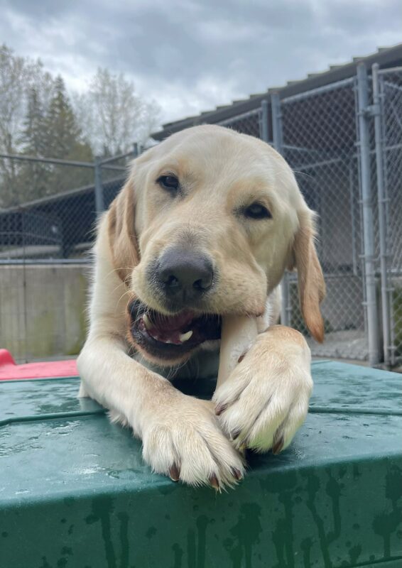 Wilcox is laying on a green play structure in community run. He is chewing a bone.