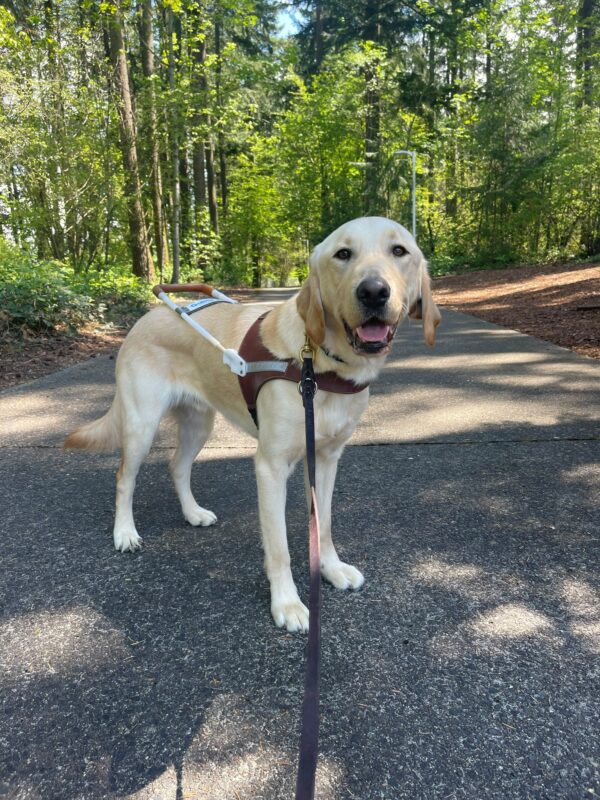 Wilcox is standing in his guide dog harness on a cement pathway in a wooded area. There are beautiful trees around him. He is looking at the camera with a big smile and sweet face.