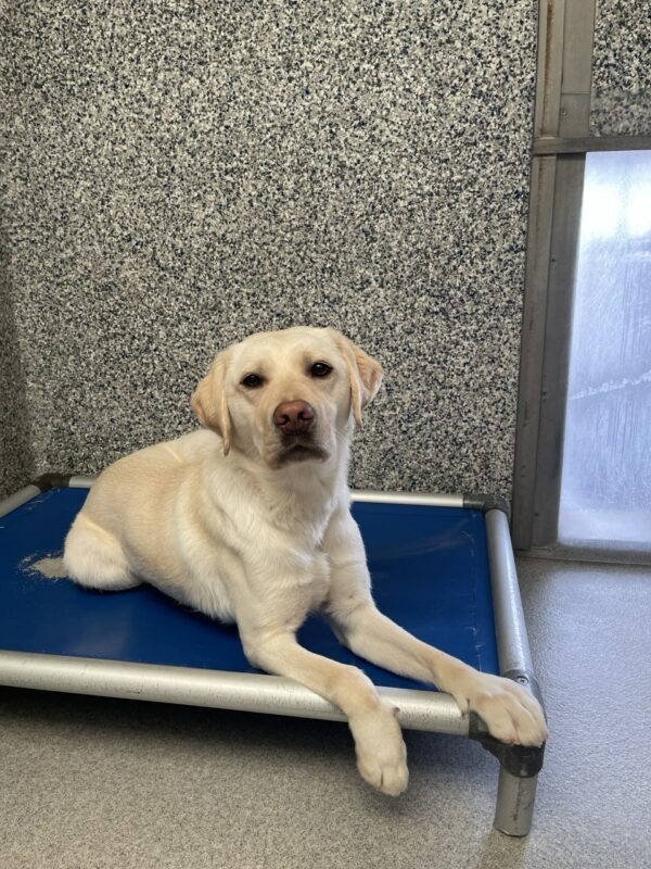 Babs in laying on her bed in the kennel. She is looking at the camera.