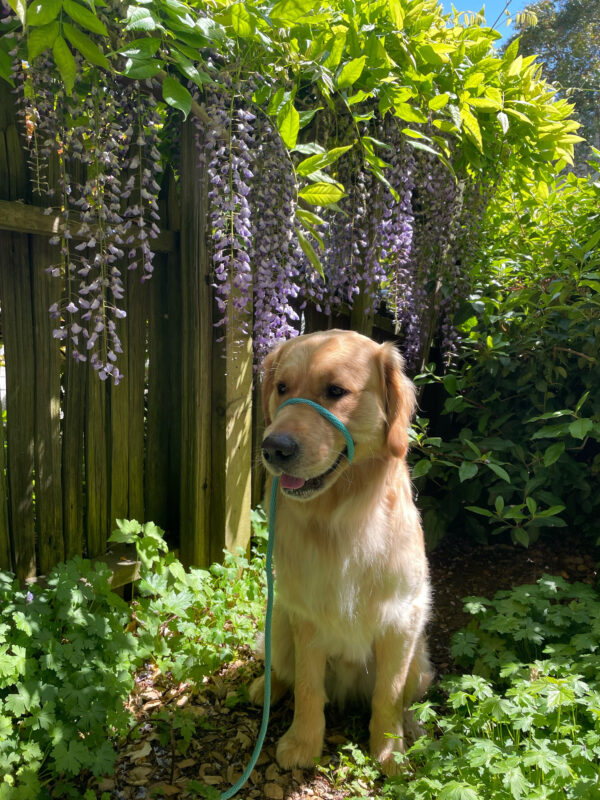 Fluffy yellow Lab/Golden Cross Donut wearing a green Let's Go Rover leash and sits in a patch of green ivy with purple flowers hanging along the fence behind him.