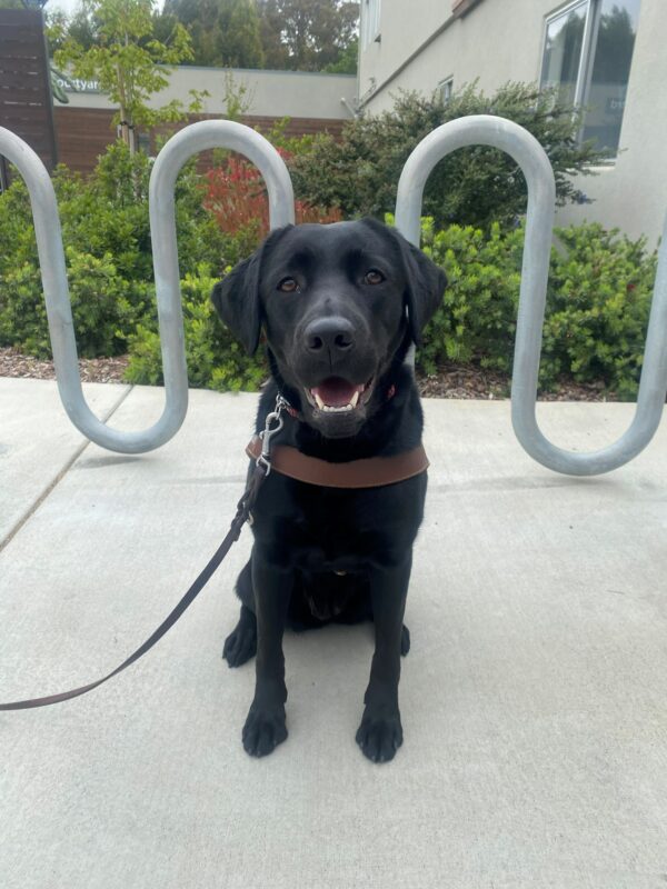 Jory sits in harness on a walking path facing the camera. Her ears are perked and her mouth is open in a smile. Behind her is a bike rack and assorted native foliage.