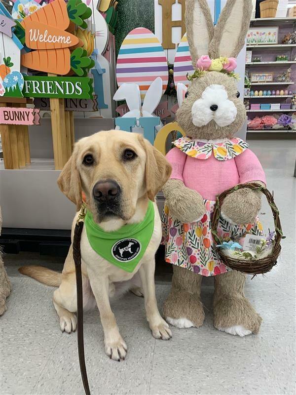 Yellow Lab Kelly wearing a green bandana, posing with an easter bunny toy about the same size as him.