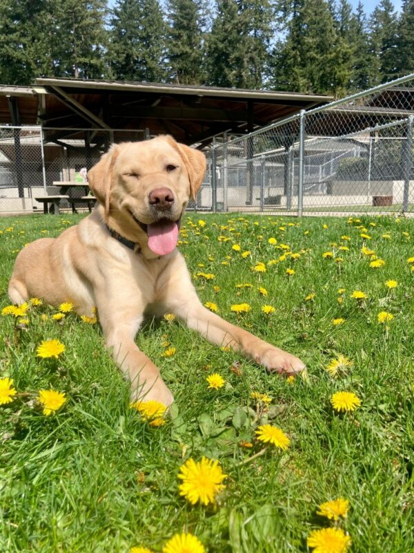 Lauren is laying in the grass paddock on campus. She is looking happily at the camera with her tongue out and one eyed closed in a 