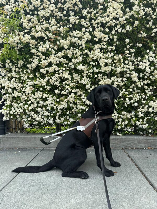 Black Labrador Vevina sits in front of a wall of small white flowers. She is wearing a guide dog harness and looking at the camera.