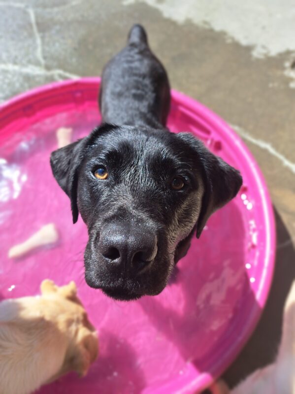Black lab (Waverly) birds eye view. In pink pool enjoying the beautiful sunny day.
