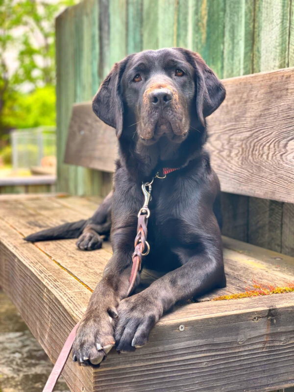Mimzy lays regally on a wooden bench with green background