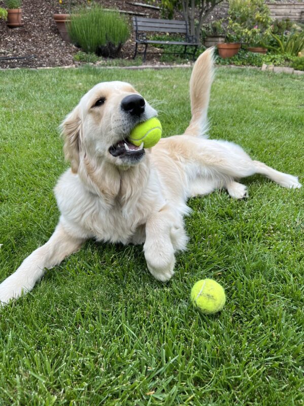 Sparkle laying on grass with a ball in her mouth