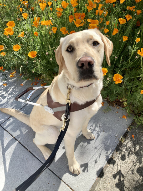 Horton sits on the sidewalk in harness, looking directly at the camera. Behind him a large bed of orange poppies are in bloom.
