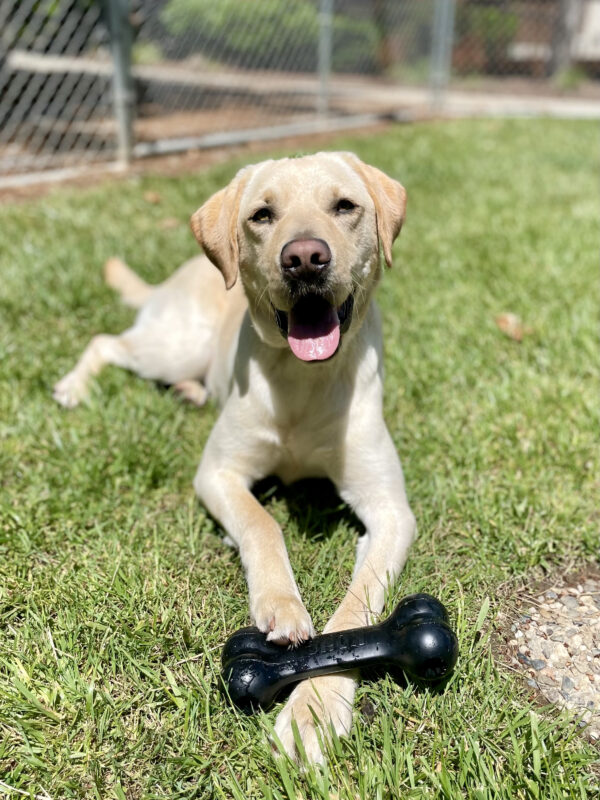 Horton is lying in the grass with a large black KONG bone across his front paws. He is looking at the camera with his mouth open. It is a very sunny day and his eyes are slightly shadowed.