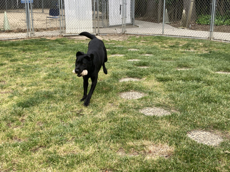 Rocky is running in an enclosed grassy play area with a nylabone in his mouth.