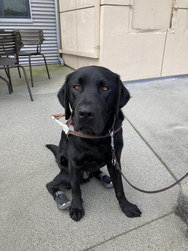 Rocking is sitting in harness wearing 2 black and gray booties on his rear feet.