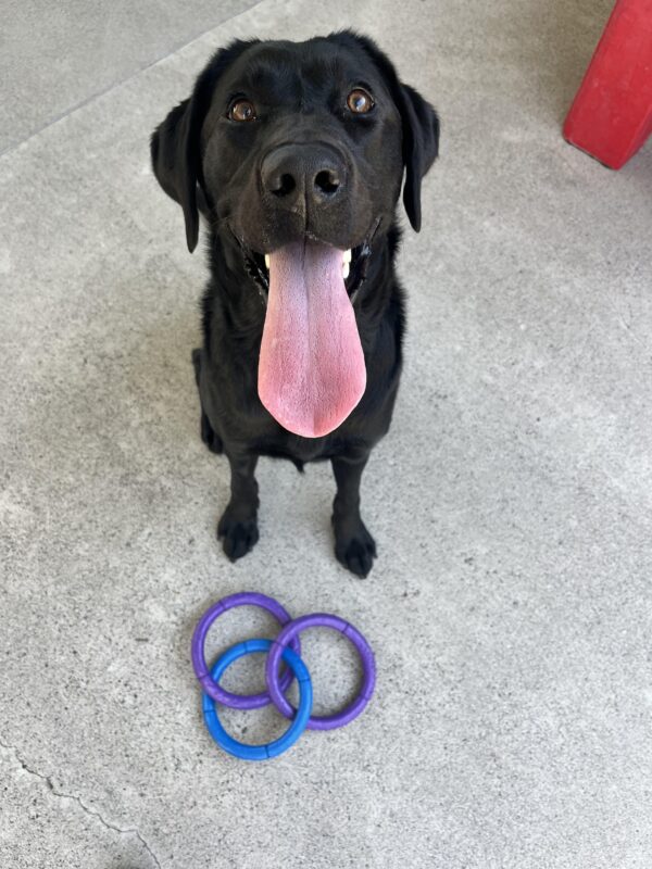 Cookie, a female Black Labrador Retriever, sits looking at the camera with her long tongue hanging out of her mouth. A purple and blue toy lays at her feet.