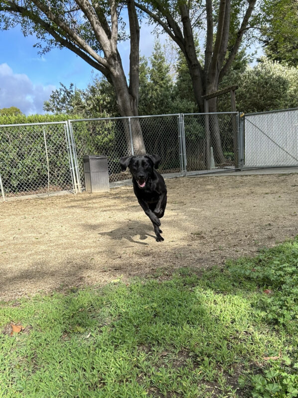Heirloom is running towards the camera, tongue out and ears perked out to the side! She is on sandy ground running towards green grass with a chain link fence behind her and blue sky above.