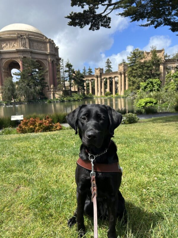 Heirloom sits in her harness with green grass around her, clouds with a little blue sky above and a beautiful structure near water behind her.