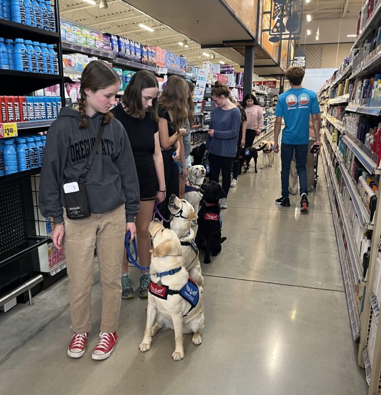 Yellow lab Gabby sitting in profile looking up at her handler at a high school club outing.