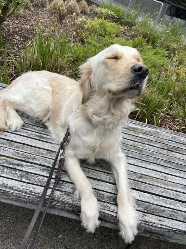 Jessica is laying out of harness on a bench on campus. Her eyes are closed and she has her head tilted up towards the sun.