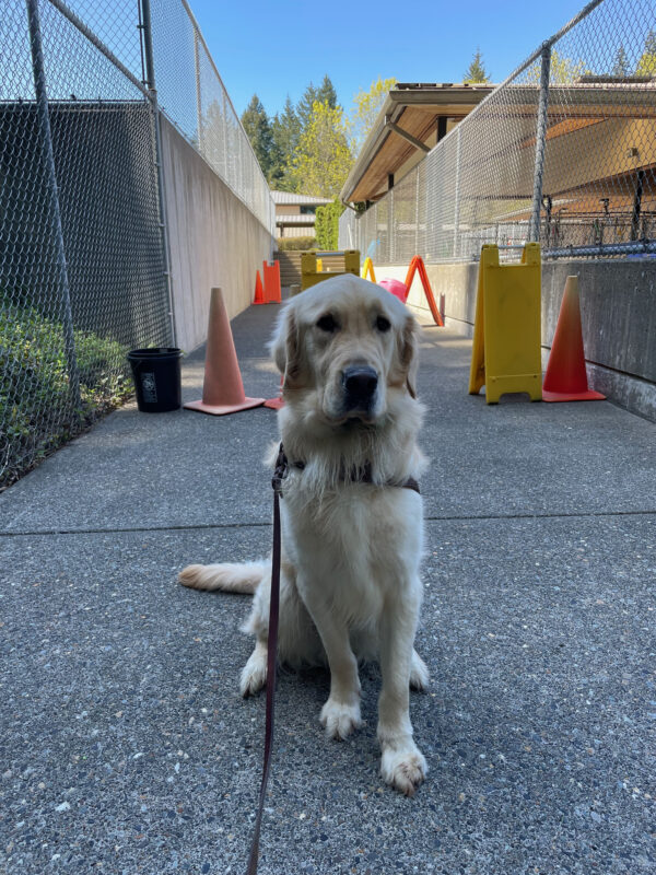 James (a male golden retriever) sits facing the camera while wearing a guide dog harness on the Oregon campus. In the background is an obstacle course made up of sandwich boards and traffic cones that is used for training.