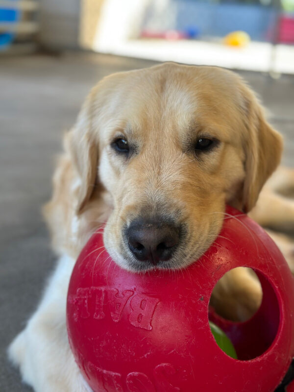 A closeup of James laying in community run while holding a red jollyball toy (a large hard plastic ball with a smaller ball inside) and gazes past the camera.