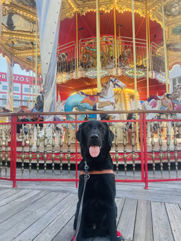 Wallaby is sitting, wearing his harness and bright red booties on his back feet. His dark coat stands out against the colorful figurines and lights on the carousel behind him. His tongue is out and he is looking directly in the camera.