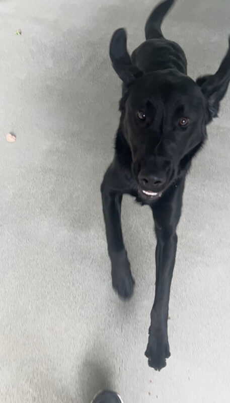 Wallaby is mid run with his paws up, ears up, and tail up. His bottom teeth are showing.