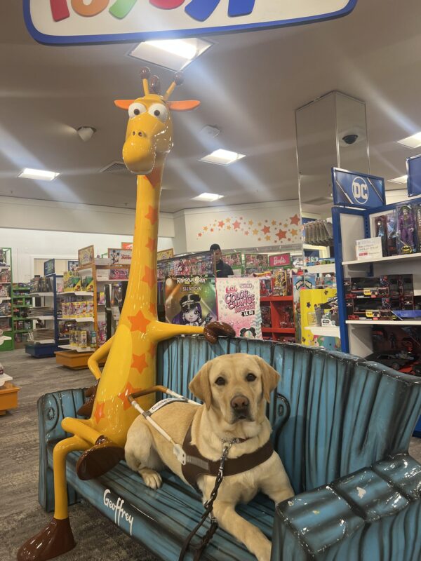 Lychee sits down on a bench next to a giraffe statue in the toy section of a department store. She wears her harness proudly.