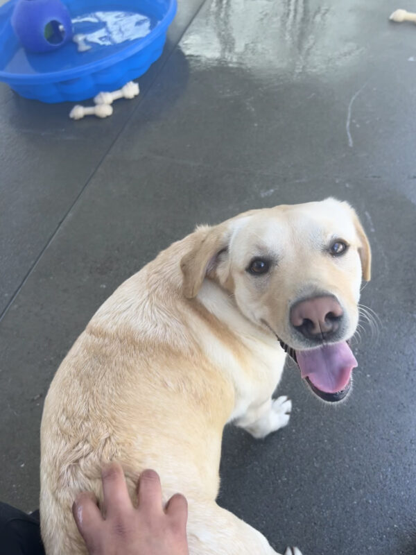 Lychee looks back with a huge smile on her face as she enjoys a scratch on her lower back.