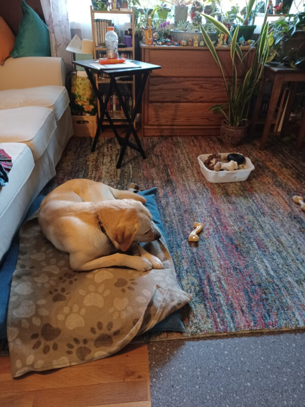 Chadwick is laying on a dog bed chewing a bone on the living room floor of his foster care home. There are many plants in the back ground and a tub of bones in the middle of the floor.