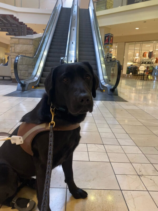 Shelby is wearing a her harness, looking at the camera. She is in sitting in the mall with the escalator behind her. One bootie is visible on her right back paw.