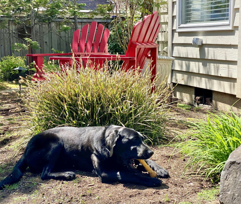 Shelby is laying in the bark dust chewing a bone. There is a green plant behind her and two red lawn chairs in the background.