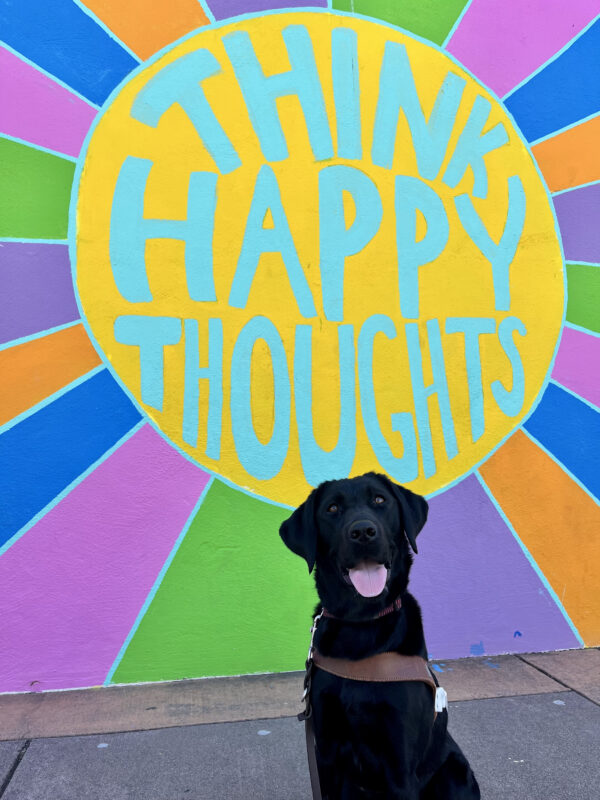 Cookie, a female Black Labrador Retriever, sits looking at the camera in harness. Her tongue is hanging out and she is seeming to be smiling at the camera. Behind her is a colorful mural that says 