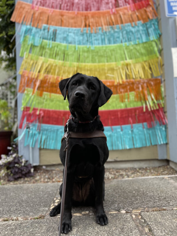 Photo is of Noella sitting in harness in front of a wall covered in colorful tassels in yellow, pink, orange, blue, and green.