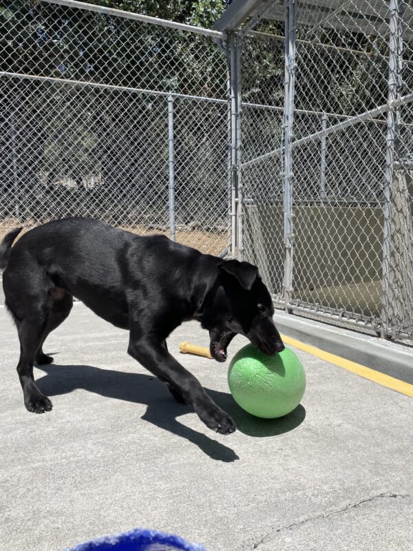 Photo is of Noella playing with a bright green jolly egg in community run. The photo shows her side profile and her mouth open wide as she attempts to grab the jolly egg.