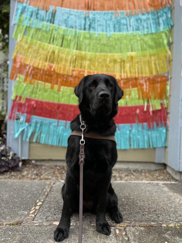 Photo is of Taffy sitting in harness in front of a wall covered in colorful tassels in yellow, pink, orange, blue, and green.