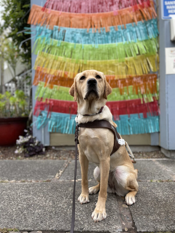 Photo is of Raelyn sitting in harness in front of a wall covered in colorful tassels in yellow, pink, orange, blue, and green.