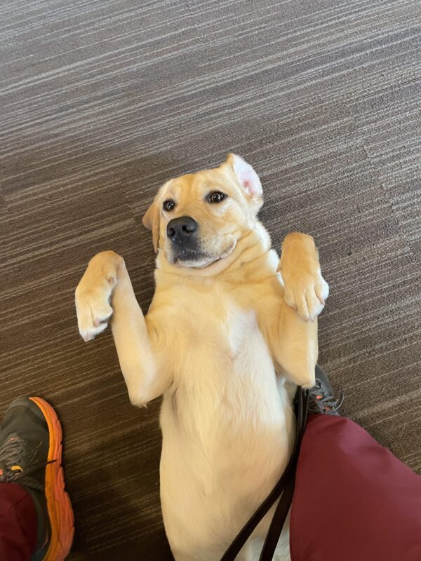 Photo is a close-up of Raelyns chest and face as she is lying on her back looking up at the camera with a sweet, playful expression on her face. One of her ears is flopped over backward.