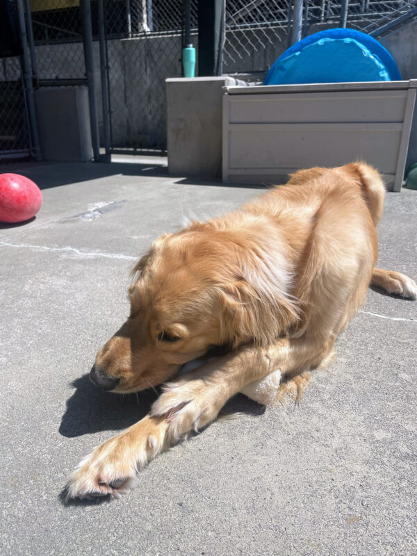 Boone lays basking in the sun and chewing a big Nylabone in the Community Run area.