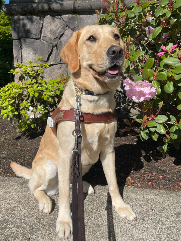 Friend sits on the sidewalk in front of a stone wall and blooming rhododendron bushes. Shes wearing a harness body and a soft smile after just completing her first patterning route in town.
