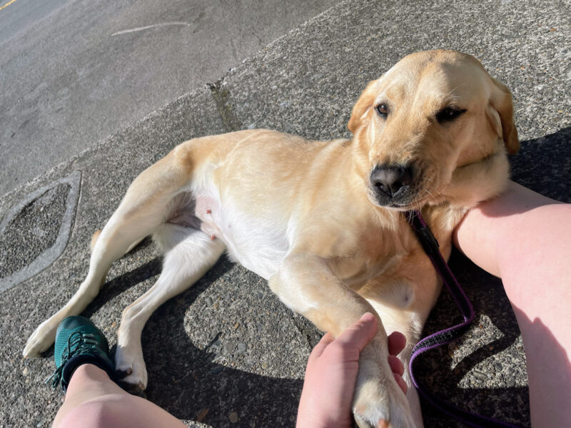 Friend snuggles between her handlers legs, basking in the sun. Her handler is holding one of her front paws.