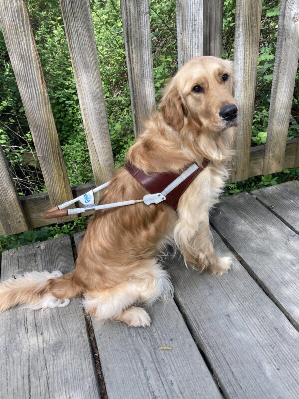 This is a side view of a Golden Retriever sitting in harness on a wooden planked bridge with the slats of the handrail and dense green foliage in the background. His head is turned to the camera showing his shiny black nose and eyes in his handsome face.