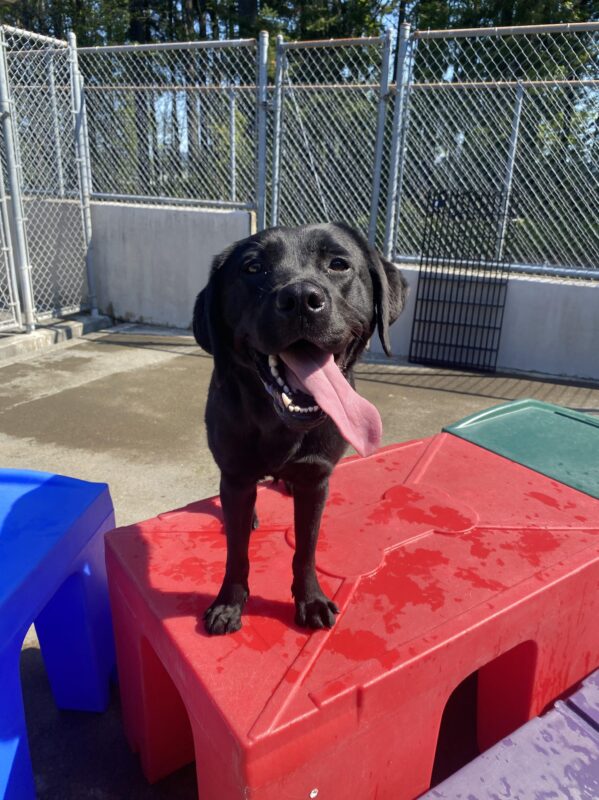 Vancouver stand on a red play structure in community run. Her tongue hangs out of her mouth off to the side, smiling, and looking toward the camera.