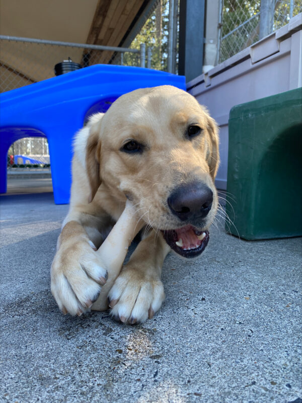 Nimoy is laying on the concrete in our fenced in community run area. He has a nylabone in between his two front paws that he is chewing on. There are play structures in the background of the photo.