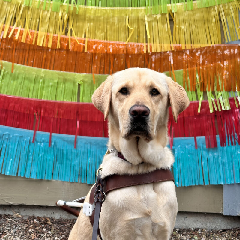 Madden in harness sitting in front of streamers of different colored frill.