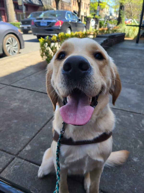 A closeup picture of Dempseys face after completing a training route. He wears his brown harness as he sits on a concrete sidewalk while happily smiling into the camera with his tongue hanging out.