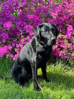 Winner sits on the grass with a bush of purple flowers behind him
