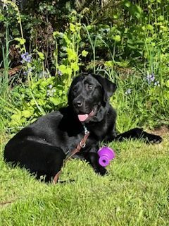 Winner is laying down in the grass, enjoying the sun with a purple toy between his front legs