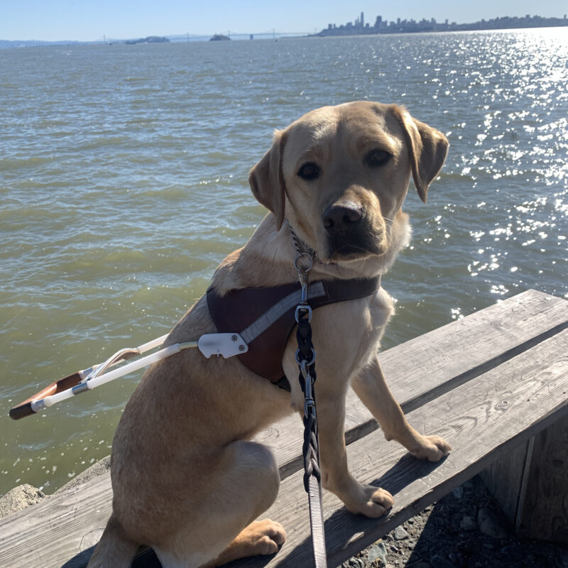 Female yellow Labrador Natasha is posed on a bench with the San Francisco skyline and bay behind her.